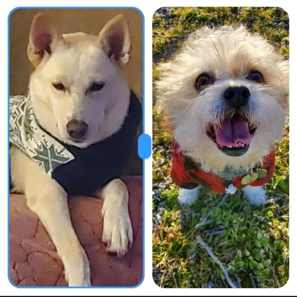 Meet your Posher, Carol - Picture 2 of 5